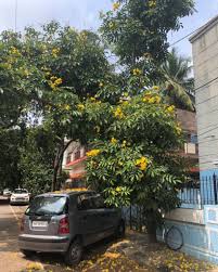 Image result for Markhamia lutea