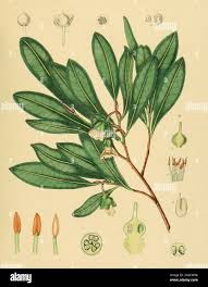 Image result for Pentaphylacaceae