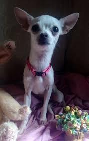 Places oklahoma city, oklahoma pet service rescue chihuahua puppies for rehoming. 580 Adopted And Rescued Pets Success Ideas Pets Animals Animal Rescue