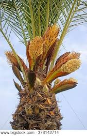 • palm trees grow in usda zones 8 to 10. Date Palm Tree Little Image Photo Free Trial Bigstock