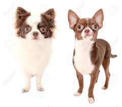 Long Haired And Smooth Coat Chocolate With White Two Chihuahua Dogs Isolated On White Background Stock Photo Picture And Royalty Free Image Image 23981453