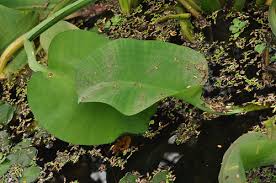 Image result for Limnocharitaceae