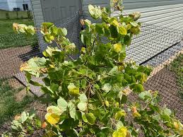 Submitted 1 year ago by rexraptor02. Rising Sun Redbud Problem 659019 Ask Extension