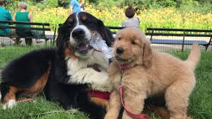 The bernese mountain dog retriever blend, also known as the bernese golden blend, is a hybrid of two popular purebred breeds, the bernese mountain dog and the golden retriever. Bernese Mountain Dog And Golden Retriever Puppy Play With Water Bottle Youtube