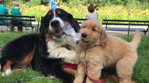 We started a waiting list… Bernese Mountain Dog And Golden Retriever Puppy Play With Water Bottle Youtube