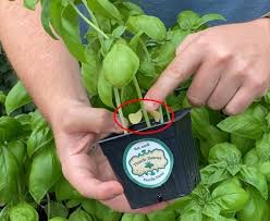 Trim the cut ends, put the bunch in a glass, jar, or vase of water that will fit in the fridge, and cover the whole thing, or at least the basil leaves, with a plastic bag. How To Prune Basil Like A Pro Thistle Downs Farm