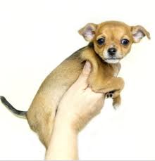 Share the best gifs now >>>. Ironic Funny Chihuahua Dog Names Dog Discoveries