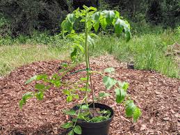 Sobald zwischen blatt und haupttrieb kleine geiztriebe wachsen und greifbar sind, sollten diese entfernt werden. Tomaten Ausgeizen Tomatensorte
