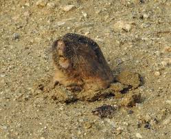 Choosing where to camp is really a matter of preference. Know Before You Go Camping In Big Bend National Park 2021 Roverpass