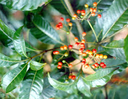 Image result for Rauvolfia vomitoria