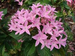 Image result for Pentas lanceolata