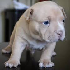American Bully Dog Black Colour Best Champagne Lilac Chocolate Tri Color American Bully Pocket Puppies For Sale American Bully Pocket American Bully Bully Breeds Dogs