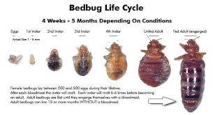 Bed Bug Pest Prep Nyc 160 E 103rd St New York Ny Pest