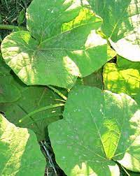 Young butternut squash plants are easy to handle thanks to large foliage and thick stems, but treat them delicately as you transfer them to the garden or allotment. Vegetable Seedling Identification Squash Seedlings