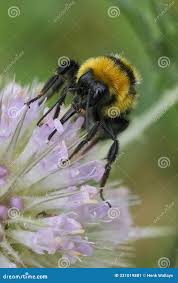Image result for Bombus ruderatus