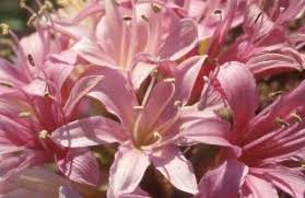 Image result for Ammocharis