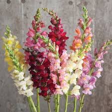 Snapdragon In 2020 Snapdragon Flowers Flower Pots Flower Pot Design