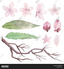 Watercolor flowers tutorial flower art drawings flower art drawing flower painting flower drawing tutorials floral drawing art drawings simple flower drawing. Set Flowers Leaves Image Photo Free Trial Bigstock