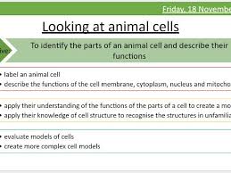 An animal cell does not have such prominent. Year 7 Ks3 Plant And Animal Cells Including Sen Teaching Resources