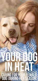 How long does female dog go through estrus? How Long Does A Dog Stay In Heat Expert Guide And Faq