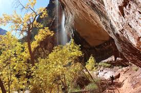 However, some don't make it and land on the ledge. Spring Summer Fall And Winter Zion National Park U S National Park Service