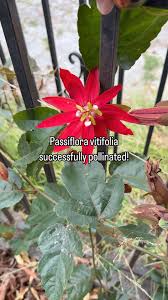 Image result for Passiflora vitifolia