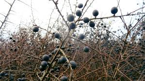 Image result for Phyllanthus engleri