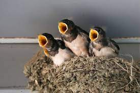 Suite des pairs de france. L Oiseau Meteo L Hirondelle