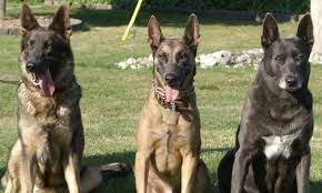 See full list on doggiedesigner.com A German Shepherd A Belgian Malinois Or A Dutch Shepherd Make Your Choice 9gag