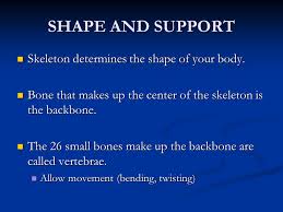 Many small accessory bones, such as some sesamoid bones, are not included in this count. Five Major Functions Of Skeleton Ppt Video Online Download