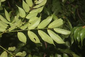 Image result for Rourea