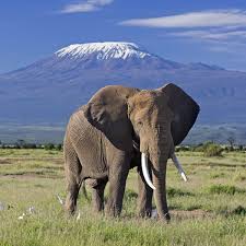 Best value safari lodge for honeymooners. Is It Better To Go On Safari In Kenya Or Tanzania Expert Advice