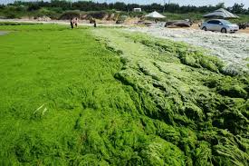 Image result for Globia algae