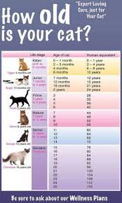 how old is your cat cats dogs and more cuties cat