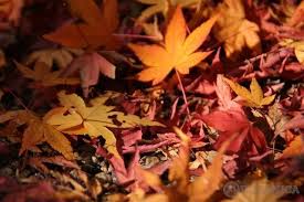もみじの種類一覧 紅葉の季節に向けて 人気品種の見分け方を知ろう 3ページ目 Botanica もみじ 紅葉 ヒメヒオウギ