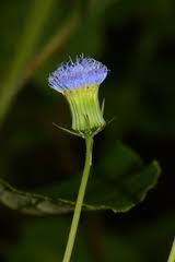 Image result for Crassocephalum montuosum