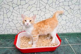 They don't like their litter box or they like their new taboo toilet to see whether litter type or cleanliness have a hand in your cat's pooping (or peeing) problems, clean the litter boxes twice a day and set up a. Cat Diarrhea When Is It A Concern Catster