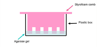 Gel electrophoresis is the standard lab procedure for separating dna by size (e.g., length in base pairs) for visualization and purification. Forensic Science Building Your Own Tool For Identifying Dna Science Project