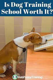 Is Dog Training School Worth It In 2020 Dog Training School Puppy School Dog Training