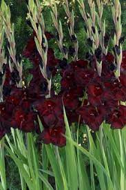 Find gladiolus bulbs manufacturers, gladiolus bulbs suppliers & wholesalers of gladiolus bulbs from china, hong kong, usa & gladiolus bulbs products from india at tradekey.com Black Sea Dark Red Glad Bulbs Order Gladiolus Bulbs Online Wholesale Nagels Wholesale Glad Corms Bulb Suppliers