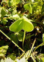 Image result for Oxalis oligotricha