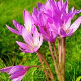 Blooming size 9/10 sold individually strain selected for saffron spice production superior performance. Crocus Saffron Garden Express