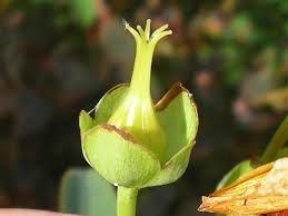 תמונה של ‪giardino dei semplici‬, מיאסינו: Hypericum Calycinum L Id 4120 Iperico Calicino Forum Acta Plantarum