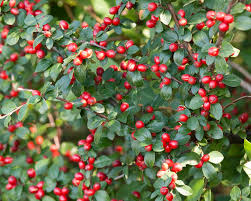 Es werden zahlreiche sorten unterschieden, darunter: Kriechmispel Pflanzen Und Pflegen Mein Schoner Garten