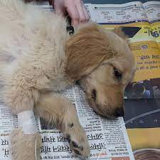Union city pet hospital, located in union city, pa, is a medical facility for animals that offers comprehensive animal medical care services for pets including dogs, cats, and other household pets. City Pet Hospital Home Facebook