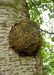 Image result for Rhizobium radiobacter, syn. Agrobacterium tumefaciens