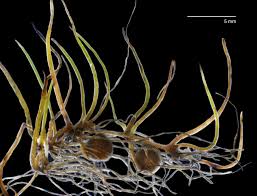 Image result for Marsileaceae