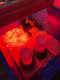 BYC (BackYardChickens)