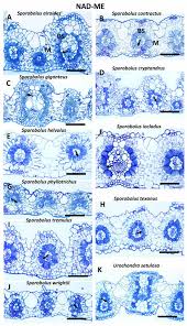 Image result for Sporobolus agrostoides