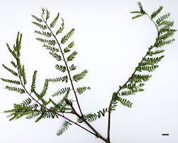 Image result for Erythrostemon